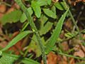 leaf of campanula rapunculus