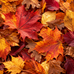 Dewy Autumn Leaves in Rich Layers